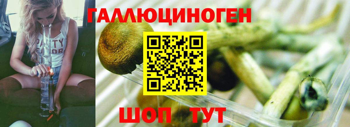 Псилоцибиновые грибы Psilocybe Новочебоксарск